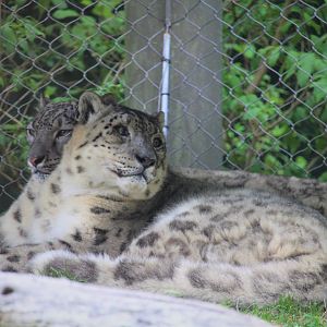 Snow Leopard Habitat - Snow Leopards