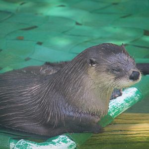 Small Mammals - North American River Otter