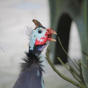 Domestic Guineafowl