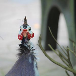 Domestic Guineafowl