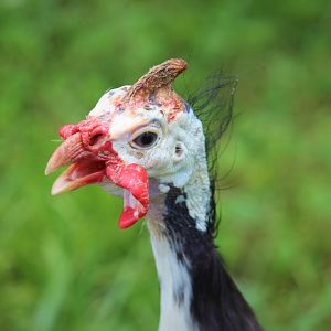 Domestic Guineafowl