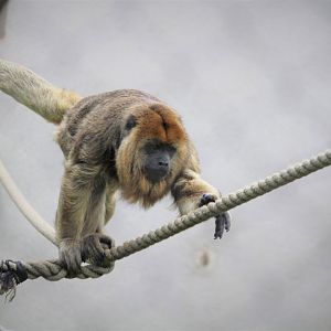 Primate Point - Black Howler