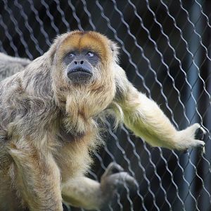 Primate Point - Black Howler