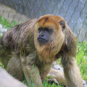 Primate Point - Black Howler