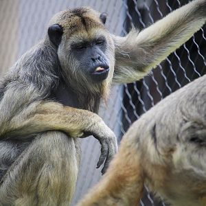 Primate Point - Black Howler