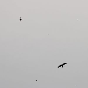 Swift-species and Black kite