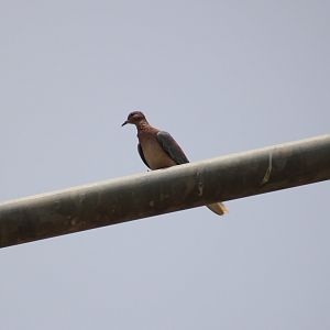Laughing dove