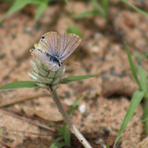 One of the Blue-species