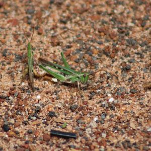 Mating Grasshoppers
