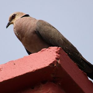 Red-eyed dove