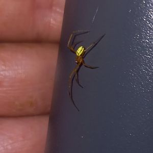 Enoplognatha latimana or E. ovata