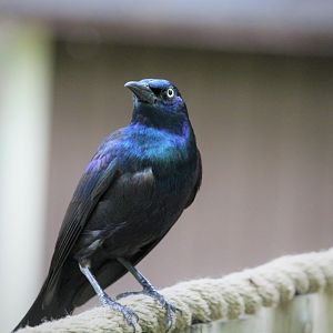 Purple Grackle