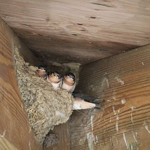 Young American Barn Swallows