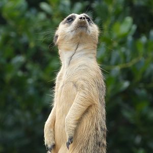 Slender - tailed Meerkat at the Greensboro Science Center