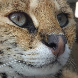 Servel at the Greensboro Science Center