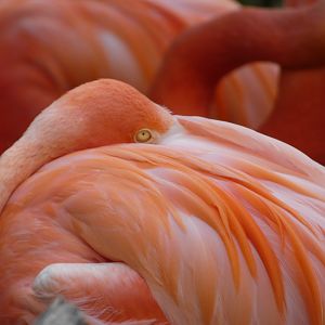 Caribbean Flamingos at the Greensboro Science Center