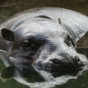 Pygmy Hippo at the Greensboro Science Center