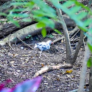 Odd-looking Buff-banded Rail