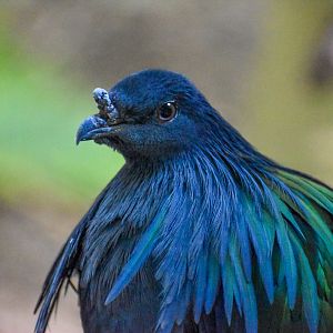 Nicobar Pigeon