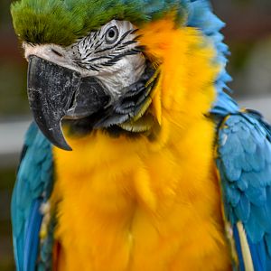 Blue and Gold Macaw