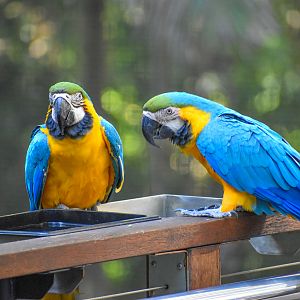 Blue and Gold Macaw