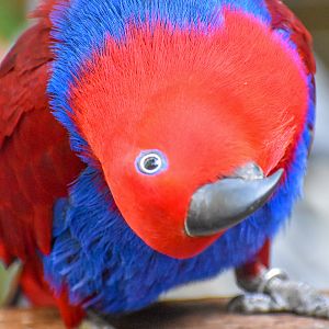 Eclectus Parrot