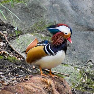 Mandarin Duck