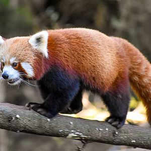 Red Panda