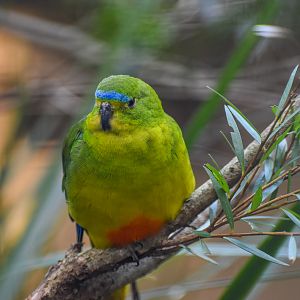 Orange-bellied Parrot