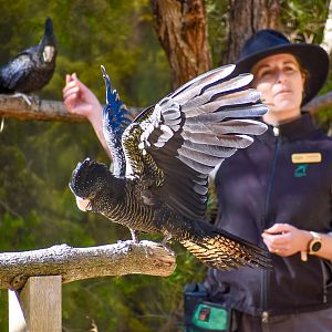 Red-tailed Black Cockatoo