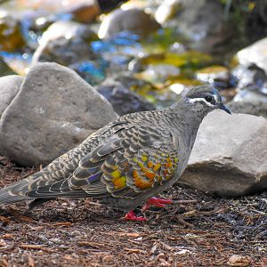 Common Bronzewing