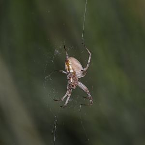 Unknown Orb Weaver Spider
