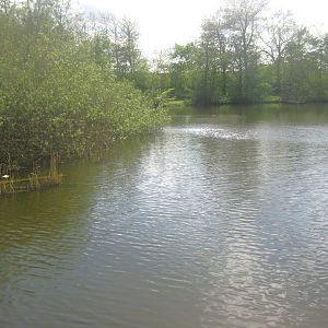 Sagnlandet Lejre - Carp lake