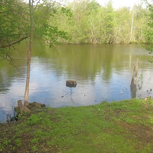 Sagnlandet Lejre - Carp lake