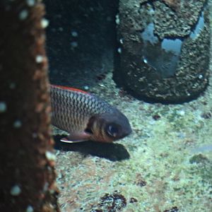Blotcheye soldierfish (Myripristis berndti)
