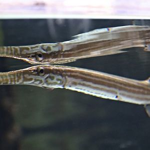 Pacific trumpetfish (Aulostomus chinensis)