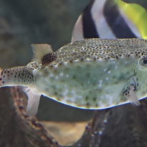 Horn-nosed boxfish (Ostracion rhinorhynchos)