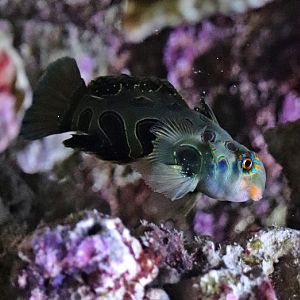 Picturesque dragonet (Synchiropus picturatus)