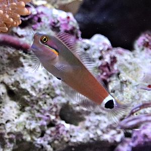 Tail-spot blenny (Ecsenius stigmatura)