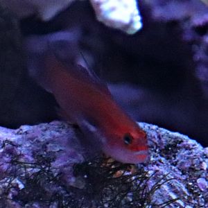 Blackbelly dwarfgoby (Eviota atriventris)