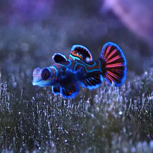 Mandarinfish (Synchiropus splendidus)