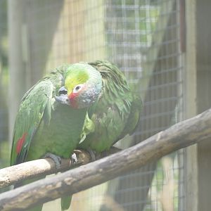 Lilacine Amazon parrots, June 2022