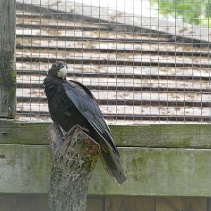 Greater vasa parrot, June 2022