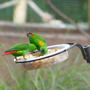 Blue-crowned hanging parrot, June 2022