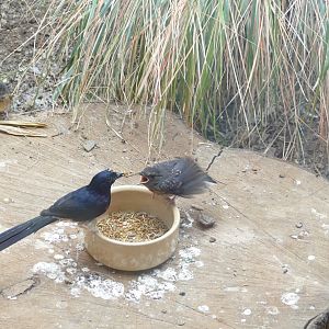 White-rumped shama, June 2022