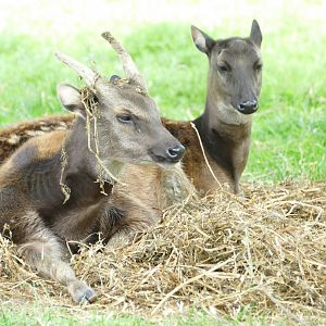 Philippine spotted deer, June 2022