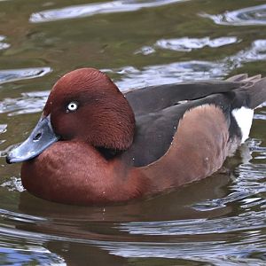 Ferruginous duck (Aythya nyroca), male