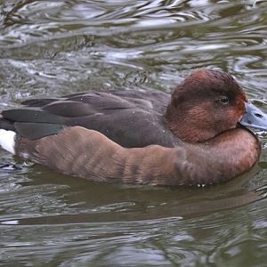 Ferruginous duck (Aythya nyroca), female