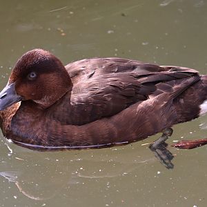 Hardhead (Aythya australis), female