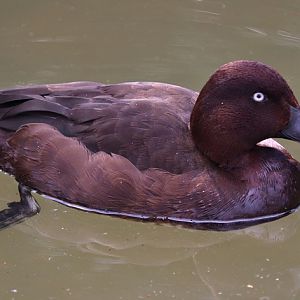 Hardhead (Aythya australis), male